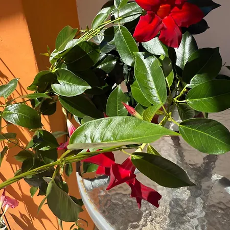 Apartment Ivica House Bibinje