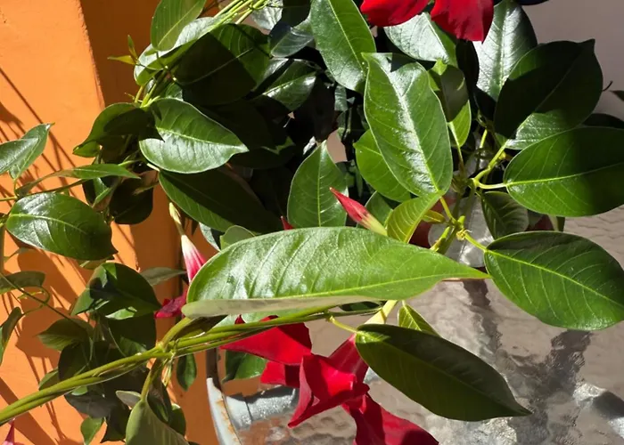 Apartman Ivica House Bibinje